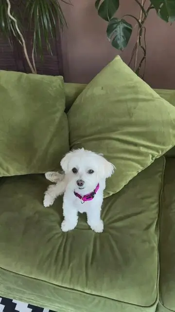 Одягаємо на собаку нашийник у кидку - 1