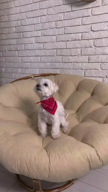 Переодеваем собаку взмахом одежды - 4