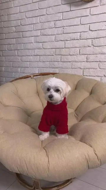 Переодеваем собаку взмахом одежды - 5