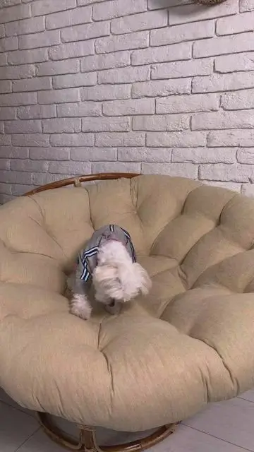 Переодеваем собаку взмахом одежды - 6