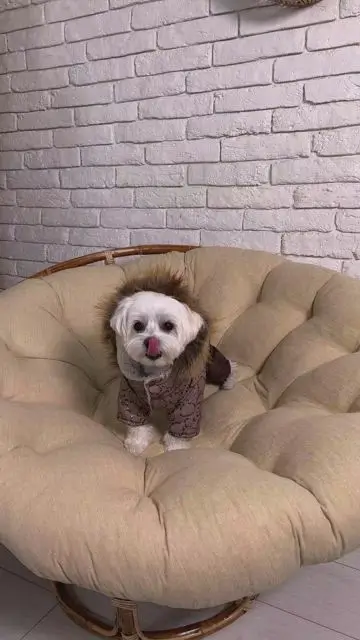 Переодеваем собаку взмахом одежды - 7