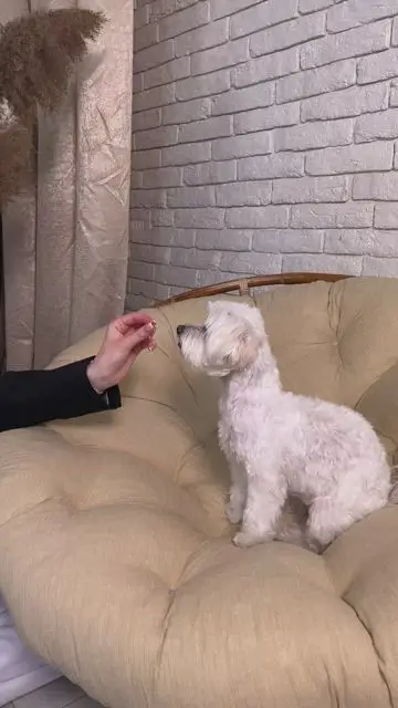 Скануємо пітомця планшетом - 0