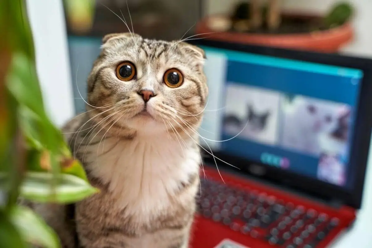 How to create a funny video for TikTok — Photo №1